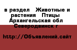  в раздел : Животные и растения » Птицы . Архангельская обл.,Северодвинск г.